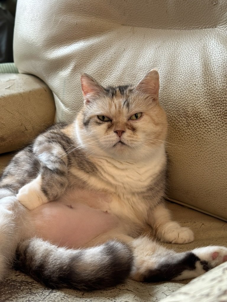 HuaHua the cat